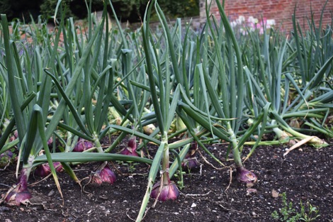 Onions growing in a vegetable garden